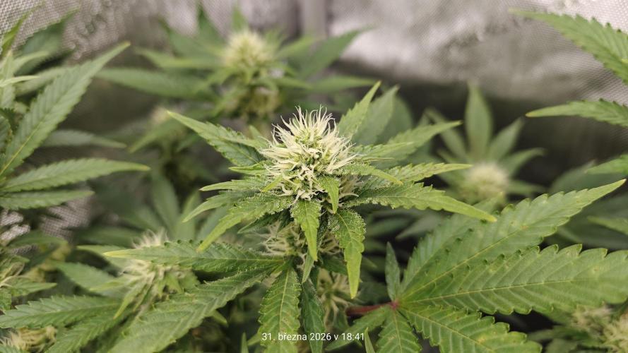 5 pieces from feminized seeds. Week 12 - Big Bud