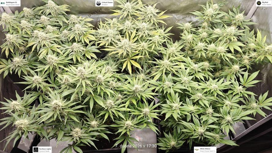 5 pieces from feminized seeds. Week 13