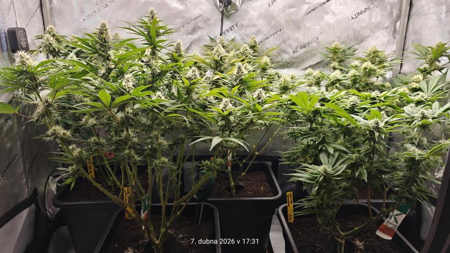 5 pieces from feminized seeds. Week 13