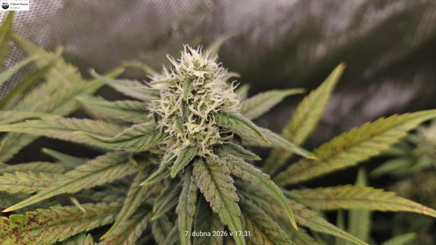 5 pieces from feminized seeds. Week 13 - Critical Cheese