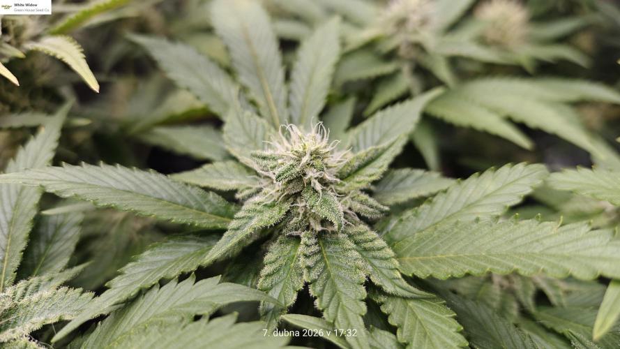 5 pieces from feminized seeds. Week 13 - White Widow