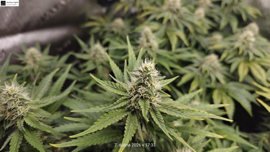 5 pieces from feminized seeds. Week 13 - Northern Lights