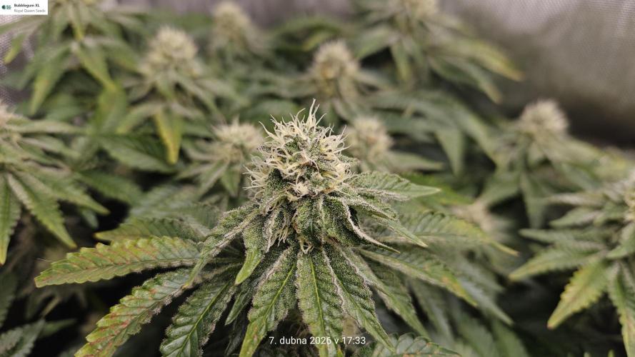 5 pieces from feminized seeds. Week 13 - Bublegum XL