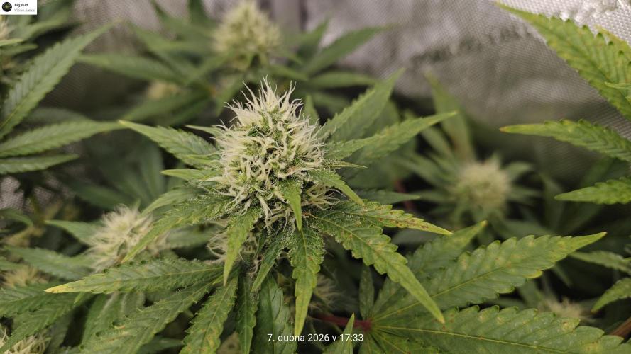 5 pieces from feminized seeds. Week 13 - Big Bud
