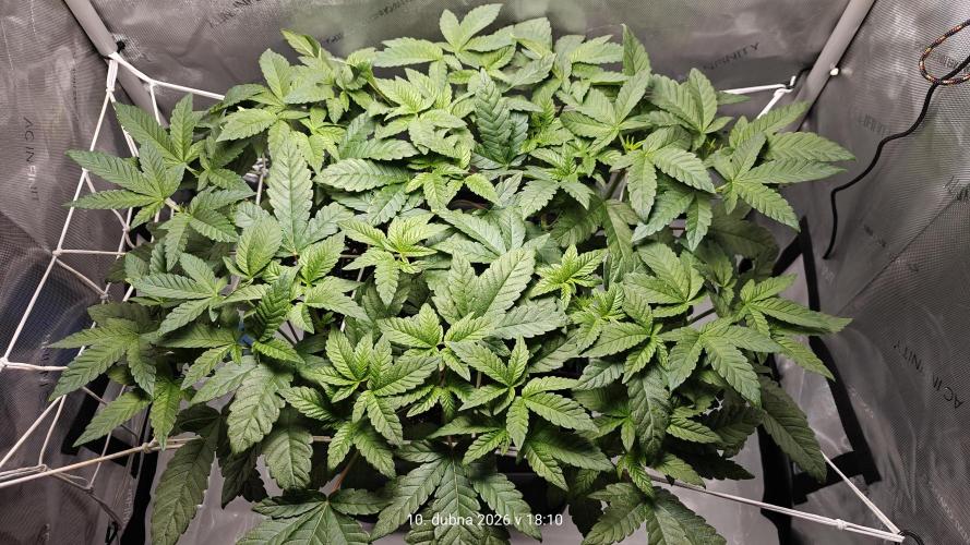 B-45 by BOOBA. Week 11
