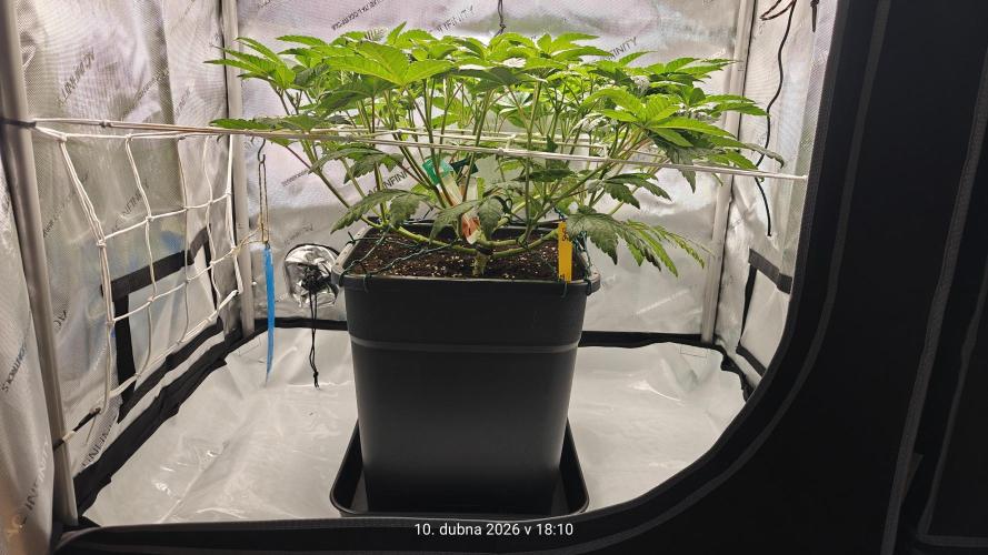 B-45 by BOOBA. Week 11
