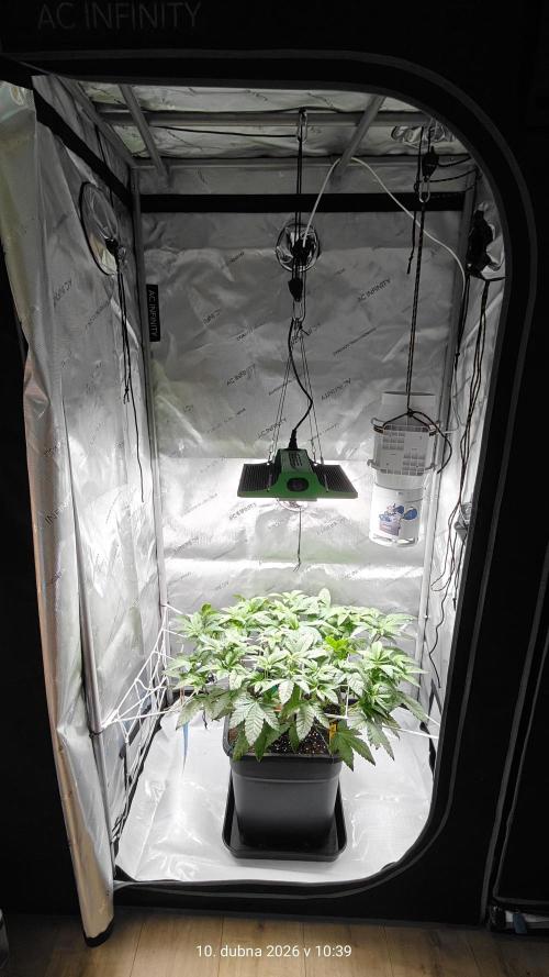 B-45 by BOOBA. Week 11