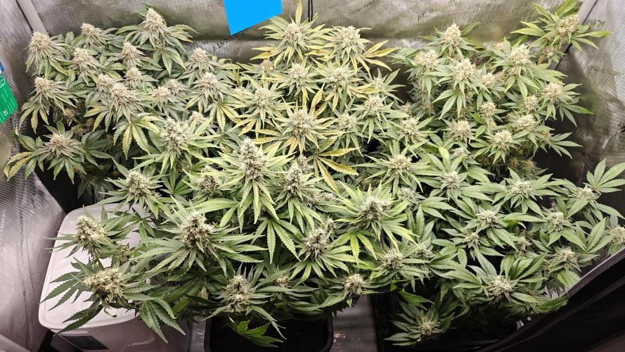 5 pieces from feminized seeds. Week 15