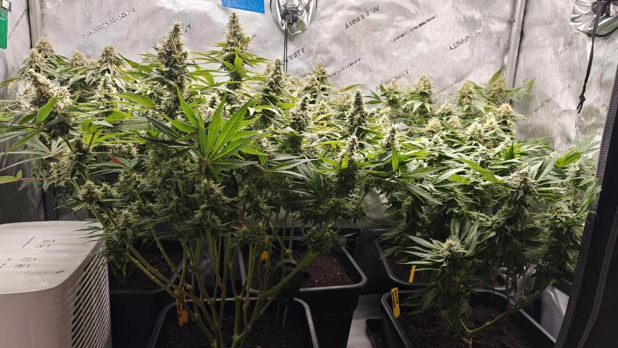 5 pieces from feminized seeds. Week 15