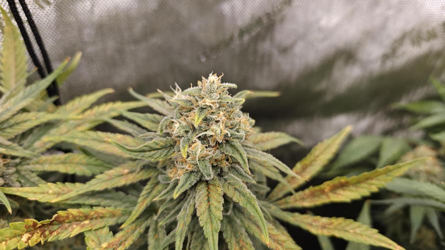 5 pieces from feminized seeds. Week 15 - Critical Cheese