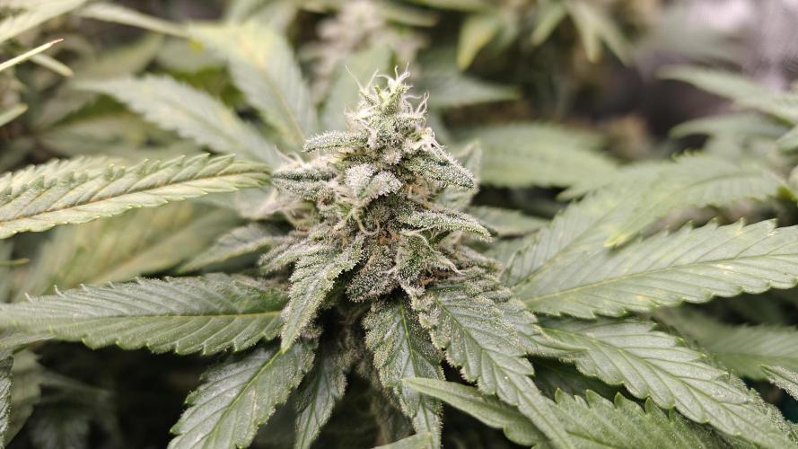 5 pieces from feminized seeds. Week 15 - White Widow
