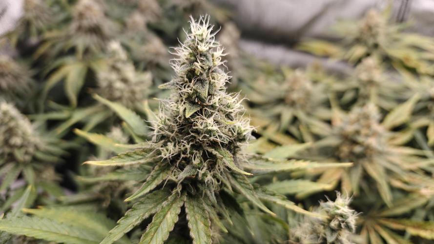 5 pieces from feminized seeds. Week 15 - Northern Lights