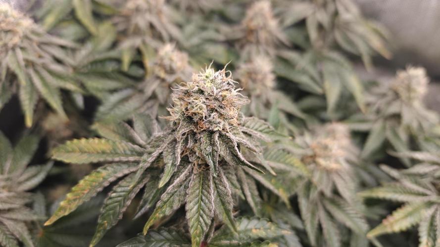 5 pieces from feminized seeds. Week 15 - Bublegum XL