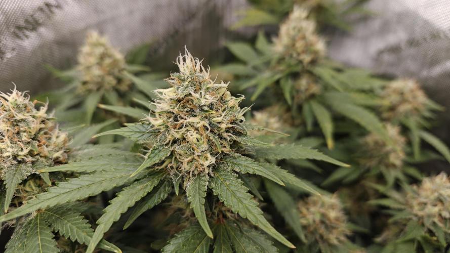 5 pieces from feminized seeds. Week 15 - Big Bud