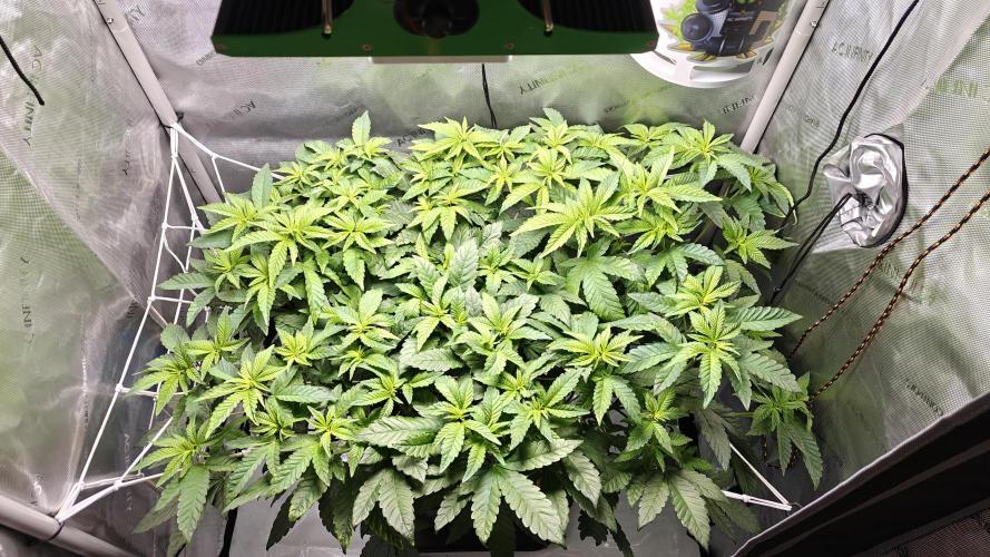 B-45 by BOOBA. Week 13
