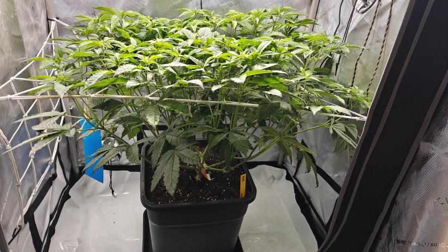 B-45 by BOOBA. Week 13