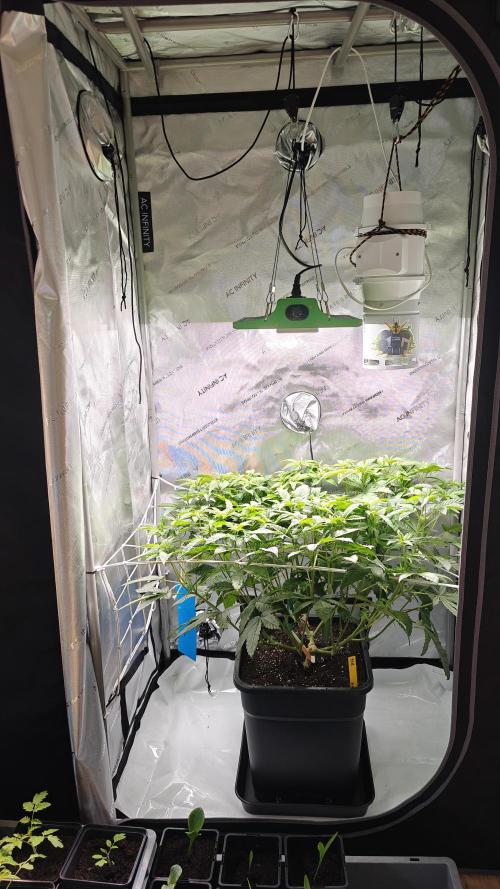 B-45 by BOOBA. Week 13