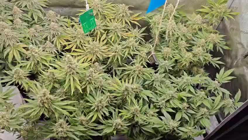 5 pieces from feminized seeds