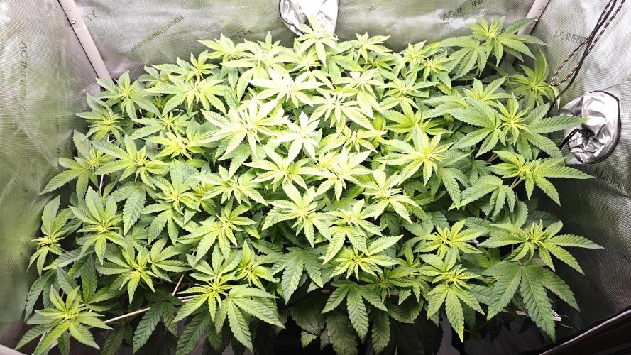 B-45 by BOOBA. Week 14