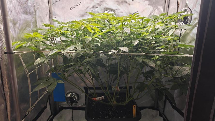 B-45 by BOOBA. Week 14
