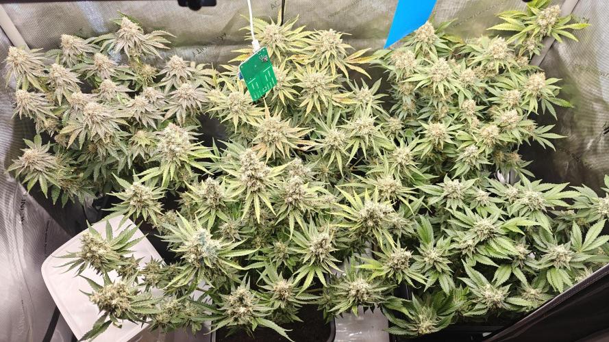 5 pieces from feminized seeds. Week 16