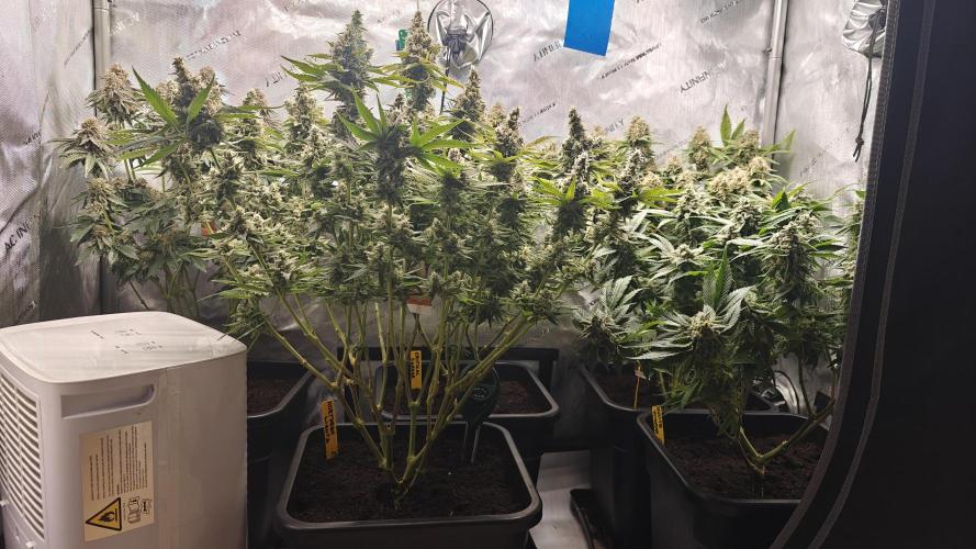 5 pieces from feminized seeds. Week 16