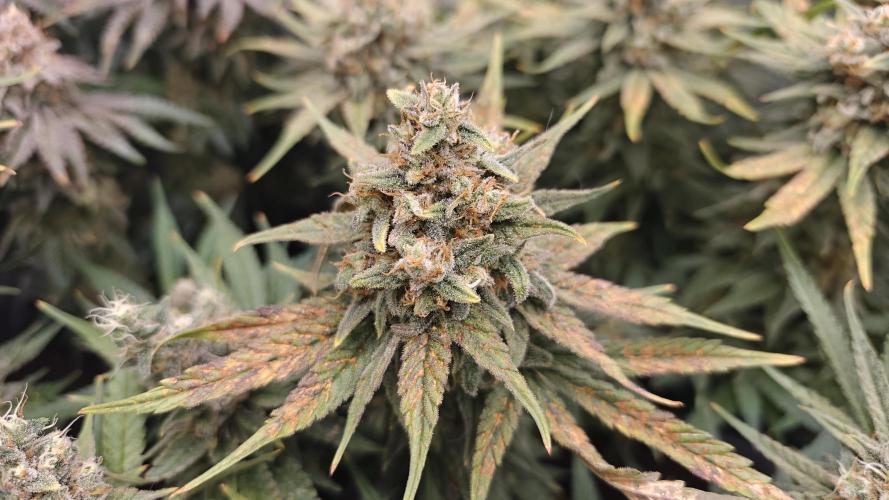 5 pieces from feminized seeds. Week 16 - Critical Cheese