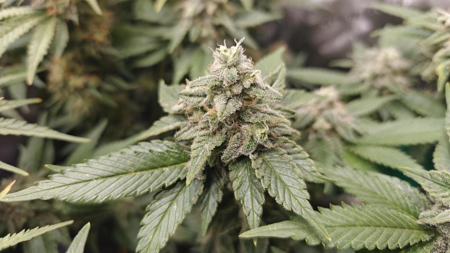 5 pieces from feminized seeds. Week 16 - White Widow