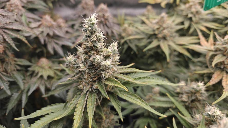 5 pieces from feminized seeds. Week 16 - Northern Lights
