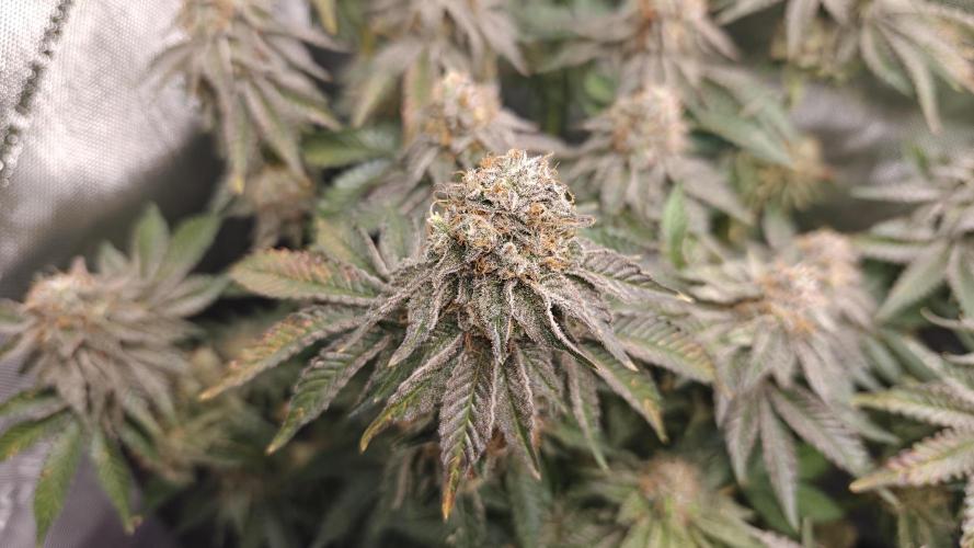 5 pieces from feminized seeds. Week 16 - Bublegum XL