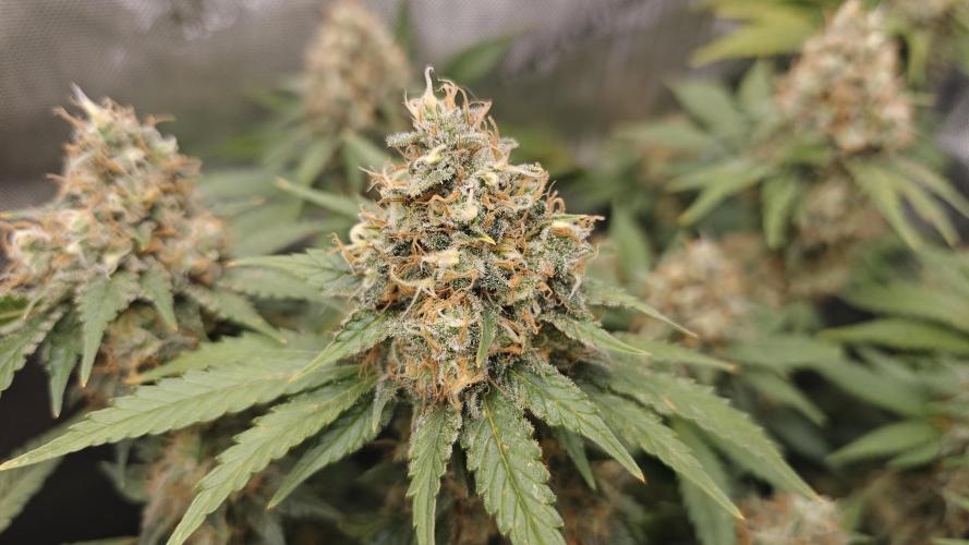 5 pieces from feminized seeds. Week 16 - Big Bud