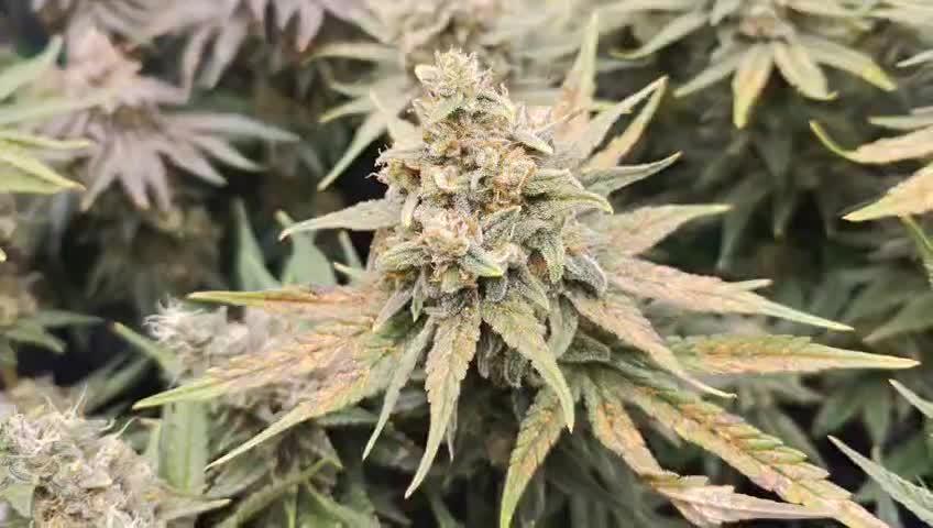 5 pieces from feminized seeds