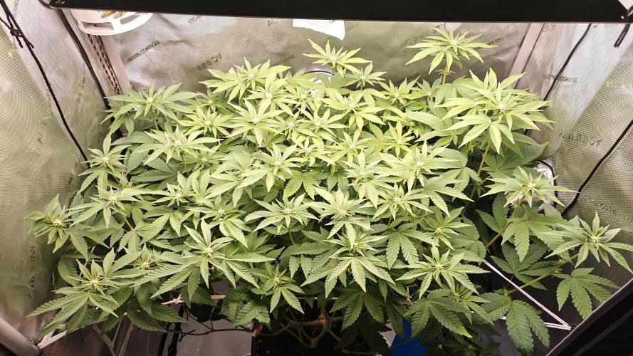 B-45 by BOOBA. Week 15