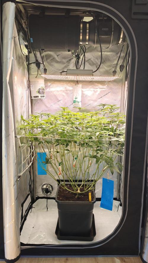 B-45 by BOOBA. Week 15