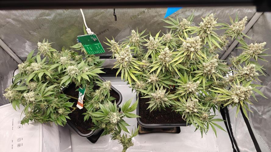 5 pieces from feminized seeds. Week 17