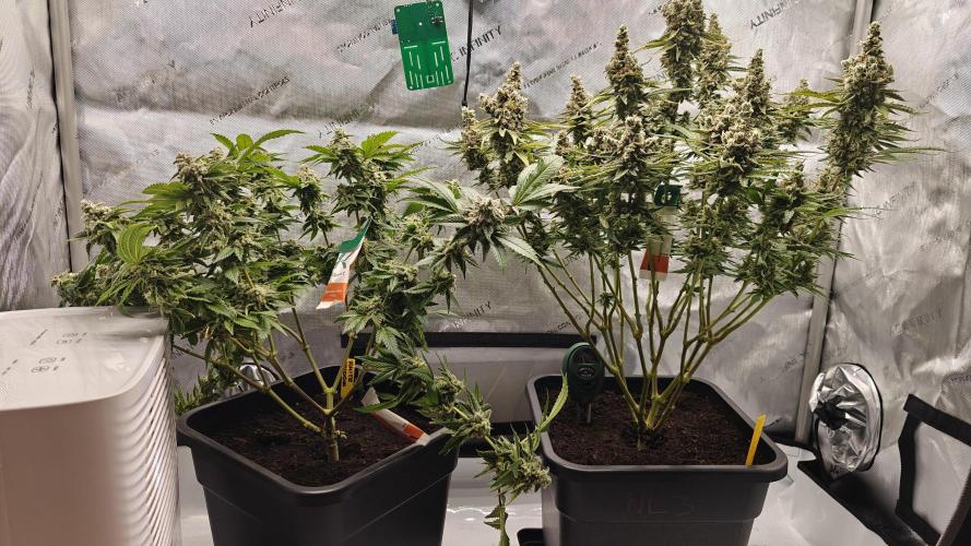 5 pieces from feminized seeds. Week 17