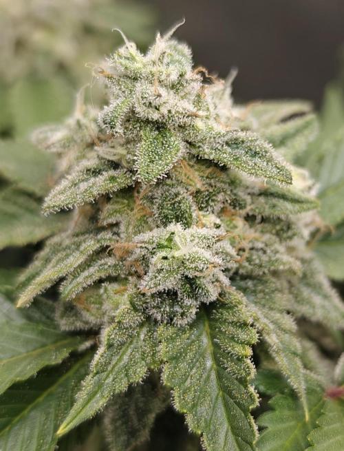5 pieces from feminized seeds. Week 17 - White Widow