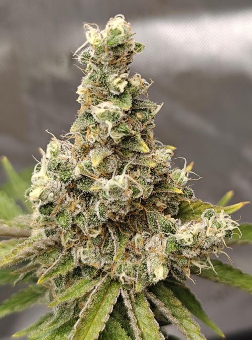 5 pieces from feminized seeds. Week 17 - Northern Light