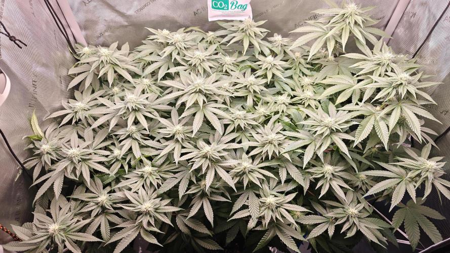 B-45 by BOOBA. Week 16