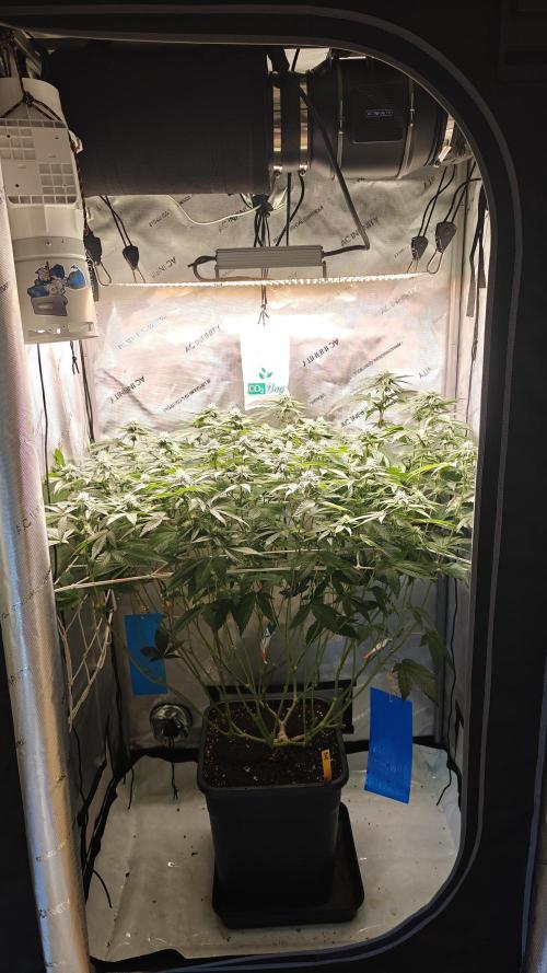 B-45 by BOOBA. Week 16