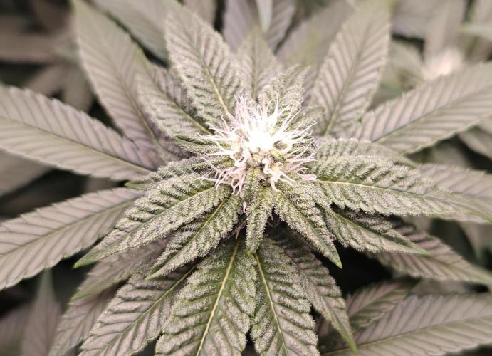 B-45 by BOOBA. Week 16