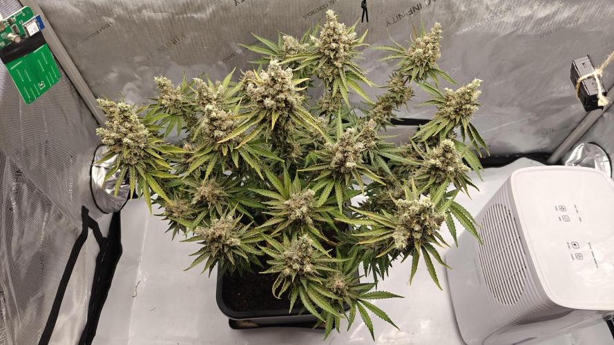 5 pieces from feminized seeds. Week 18 - Northern Lights