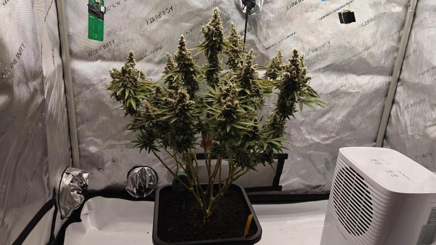 5 pieces from feminized seeds. Week 18 - Northern Lights