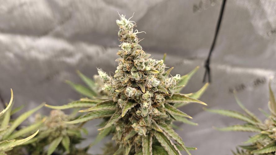 5 pieces from feminized seeds. Week 18 - Northern Lights