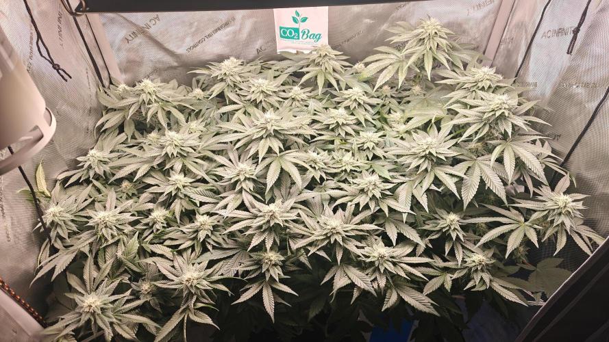 B-45 by BOOBA. Week 17