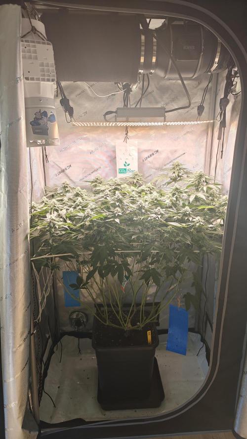 B-45 by BOOBA. Week 17