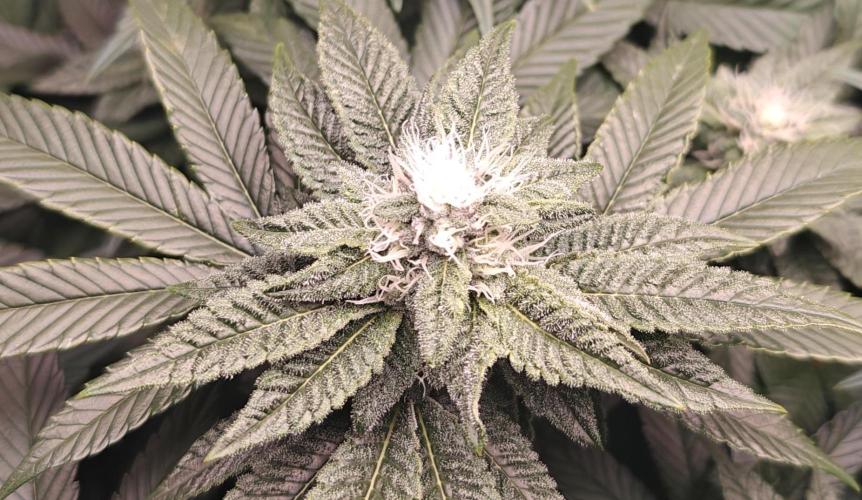B-45 by BOOBA. Week 17