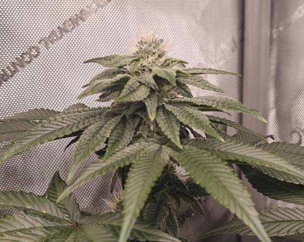 B-45 by BOOBA. Week 17