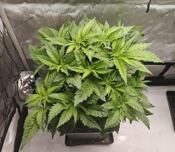 Core Damage. Week 8