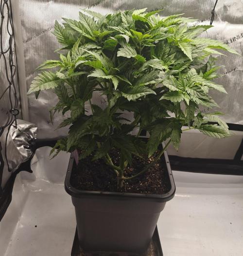 Core Damage. Week 8